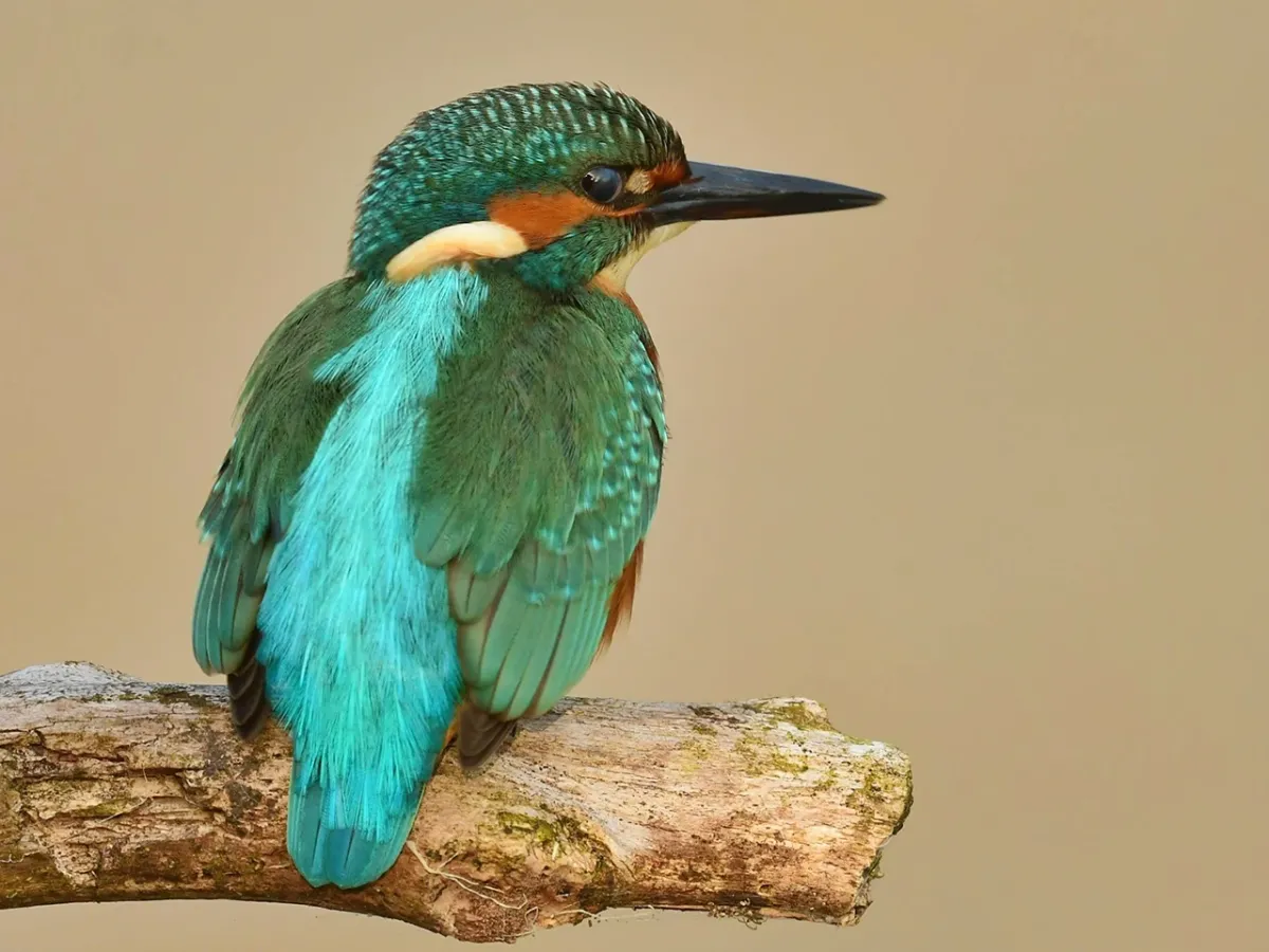 Local kingfisher